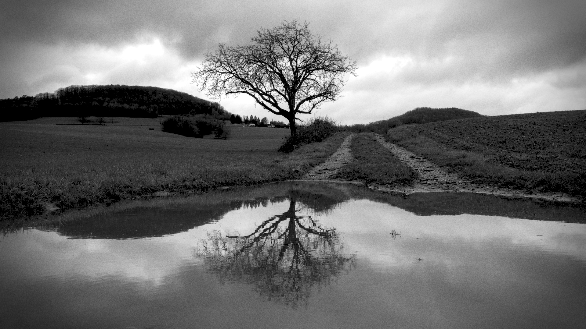 un arbre et sa mare